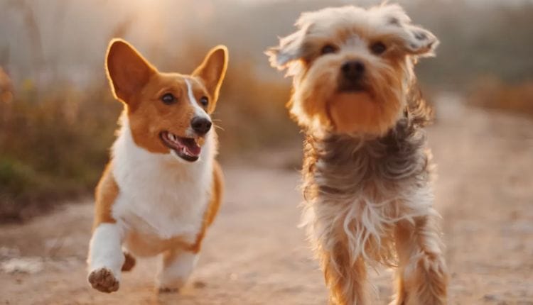 Dog