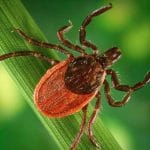 Ticks