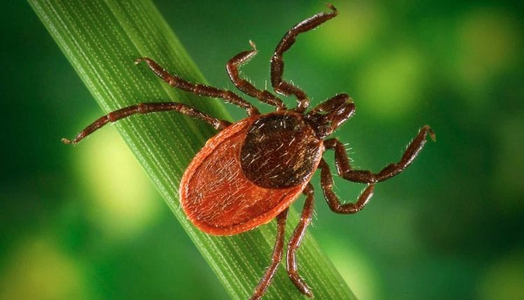Ticks